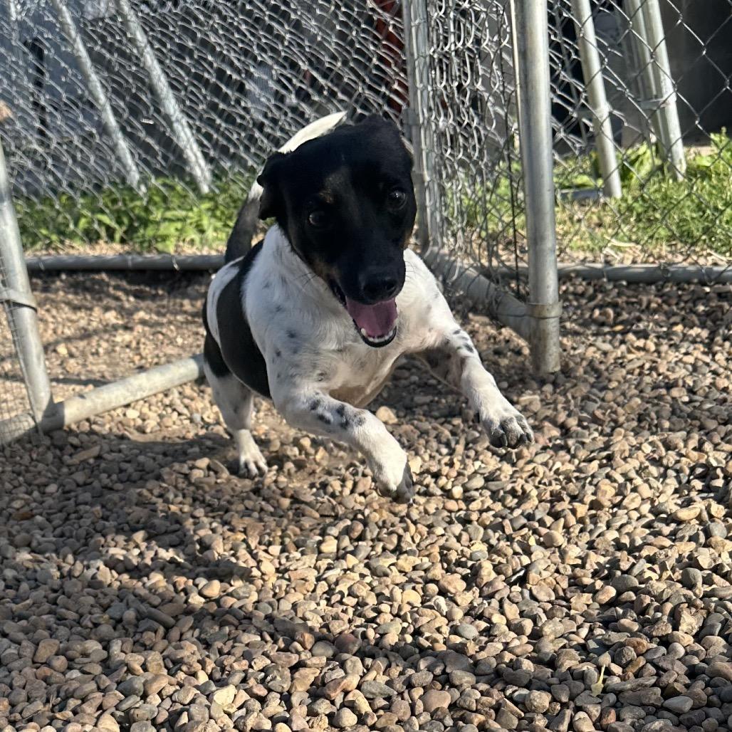 Watson, a Adoptable Rat Terrier in Chariton, IA image 4/6