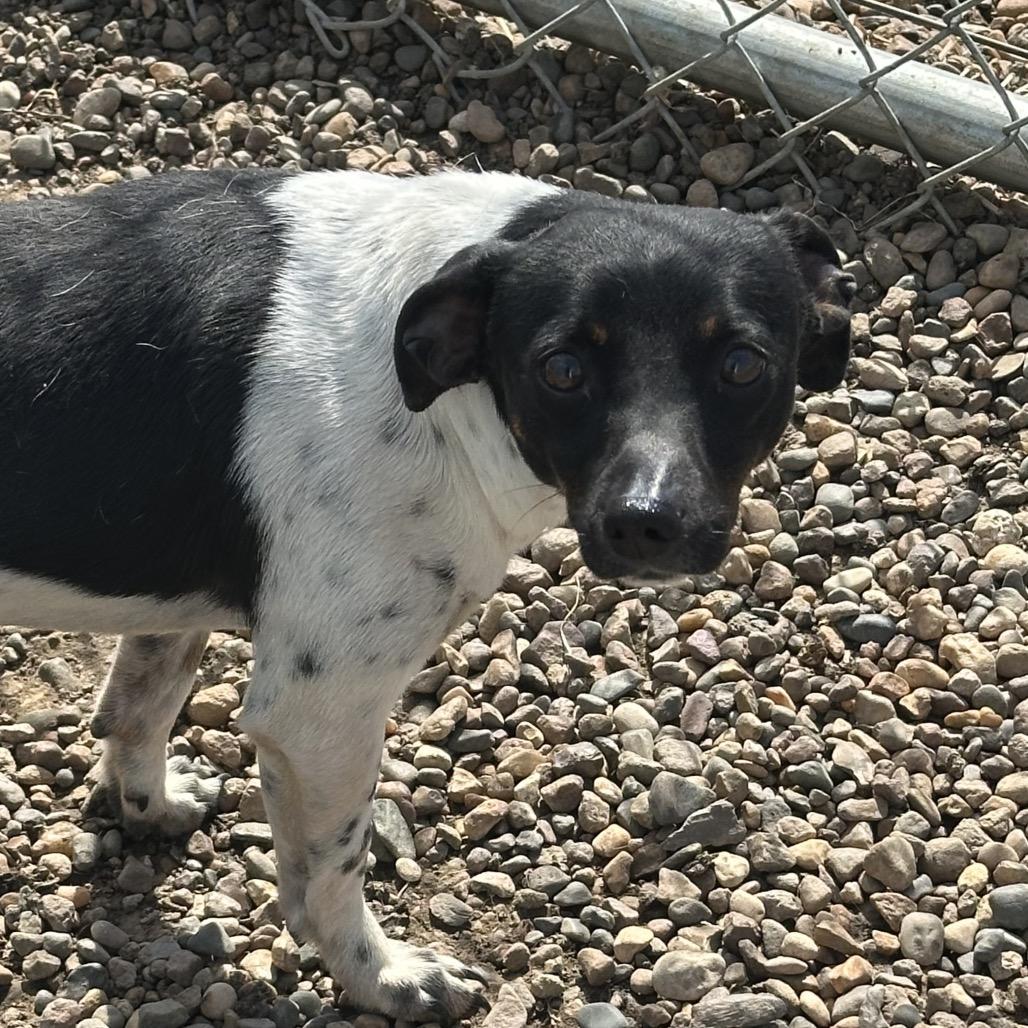 Watson, Adoptable, Adult Male Rat Terrier.