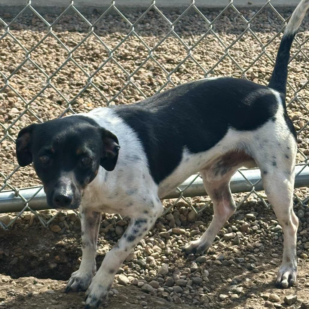 Enlarge Watson, a Adoptable Rat Terrier in Chariton, IA image 2/2