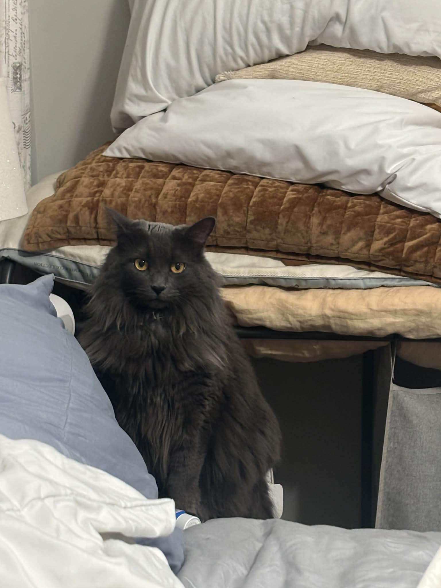 Misty Grey, adopted, Adult Female Nebelung & Russian Blue.