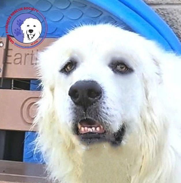 Bishop, a Adopted Great Pyrenees in Spring, TX image 2/3