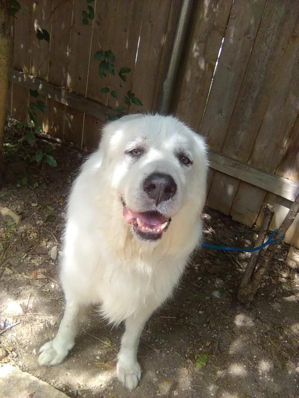 Bishop, a Adopted Great Pyrenees in Spring, TX image 3/3