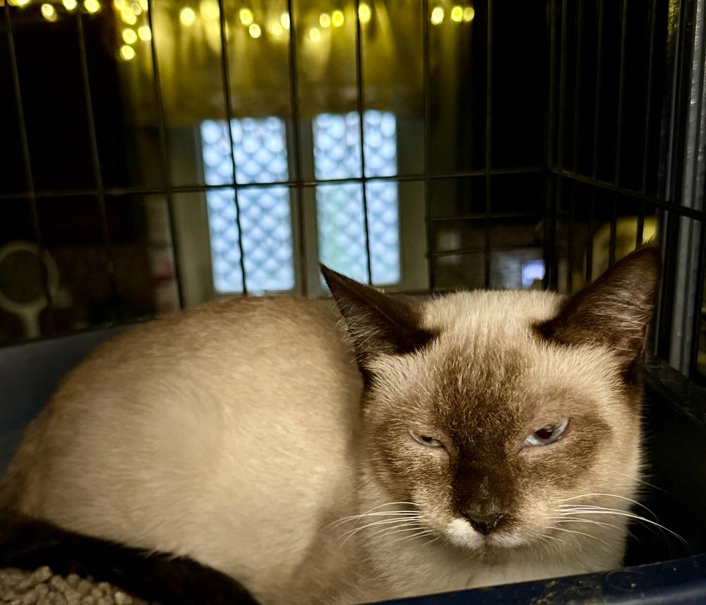 Enlarge Mocha, a Adopted Siamese in Palatine, IL image 1/1