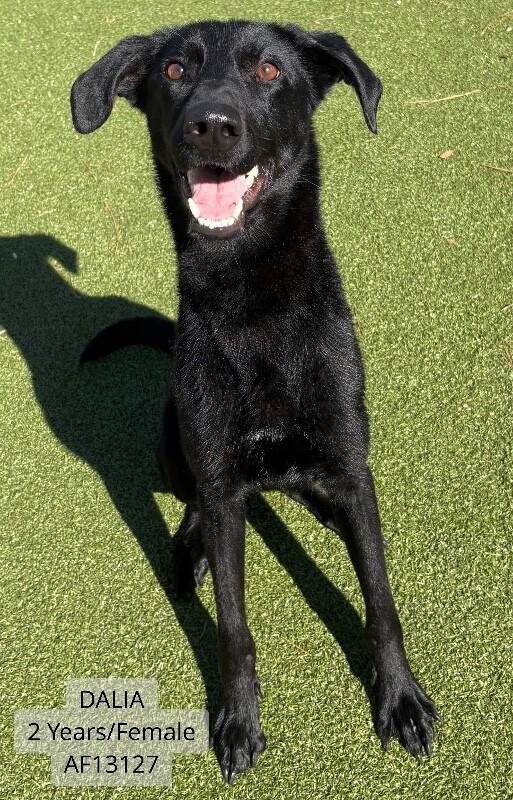 Dalia, Adoptable, Adult Female Black Labrador Retriever & Saluki.