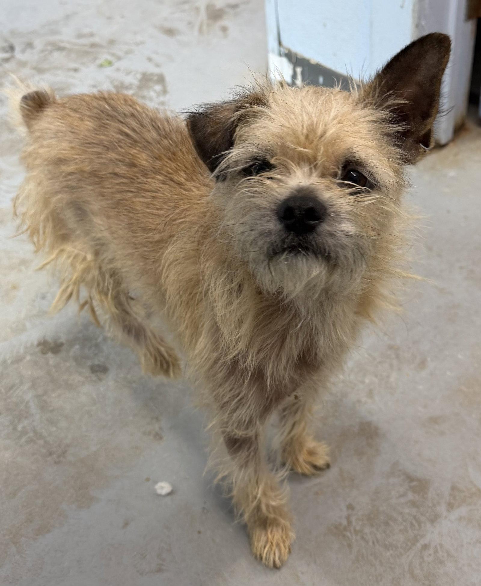 Benny, Adopted, Adult Male Terrier.