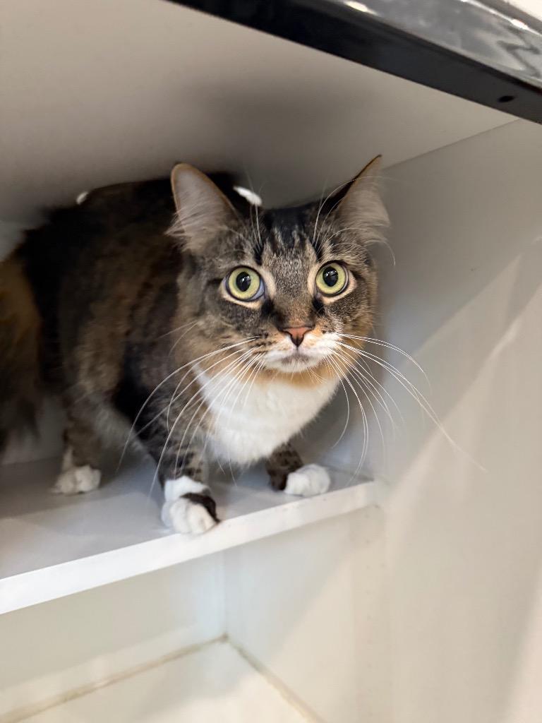 Susie, Adopted, Adult Female Domestic Long Hair.