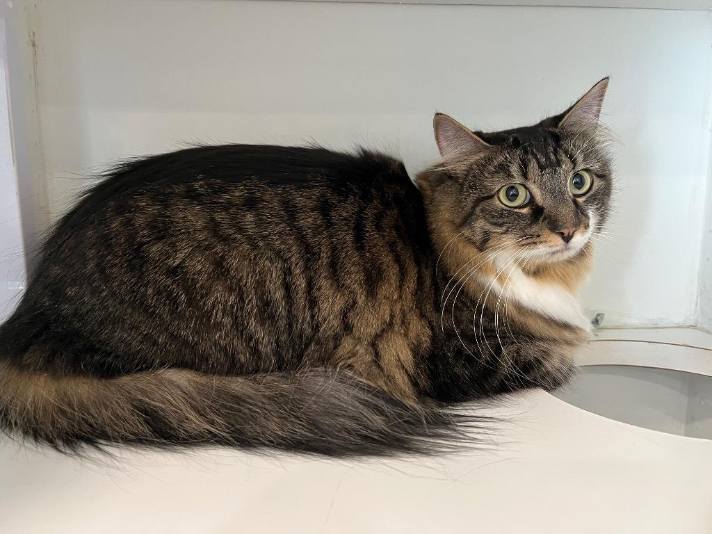 Enlarge Susie, a Adopted mixed breed in Lunenburg, VT image 2/2