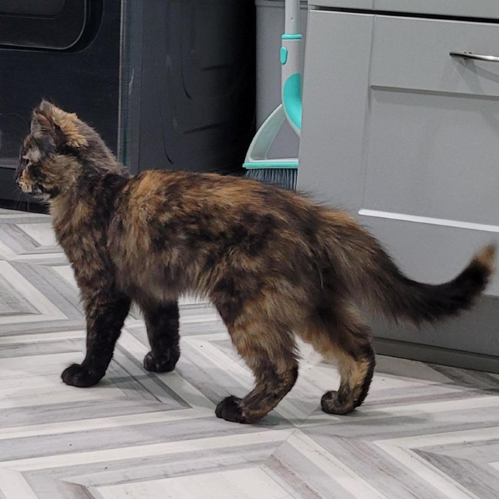 Enlarge Adele (brown collar), a Adoptable Domestic Medium Hair in Coos Bay, OR image 1/2