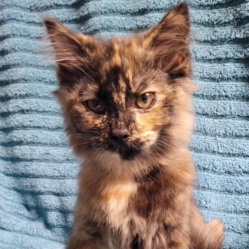 Enlarge Adele (brown collar), a Adoptable Domestic Medium Hair in Coos Bay, OR image 2/2