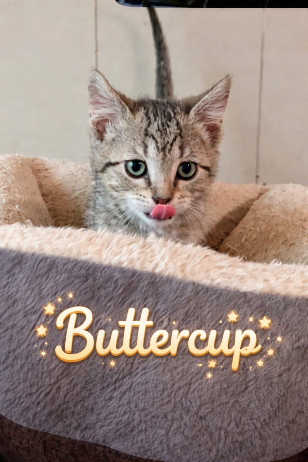 Enlarge Peanut Buttercup, a Adoptable Domestic Short Hair in Randolph, AL image 1/1