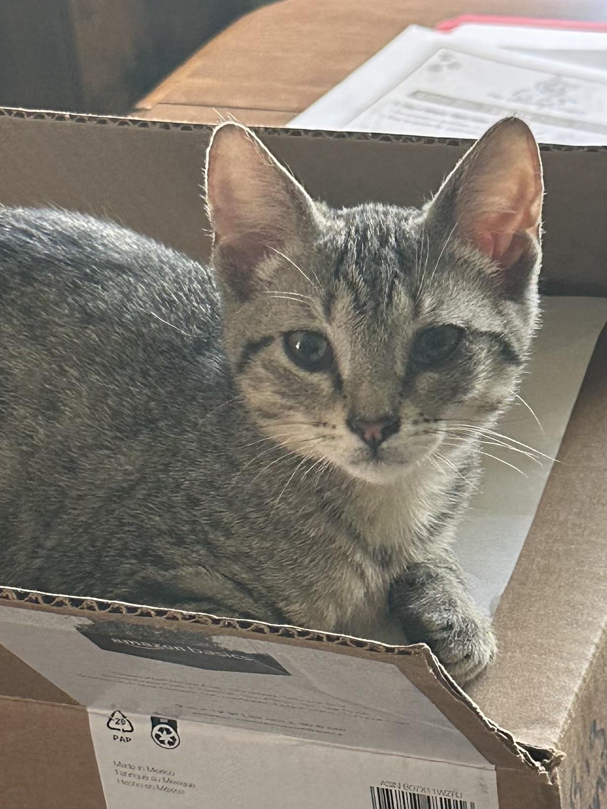Enlarge Peanut Buttercup, a Adoptable Domestic Short Hair in Randolph, AL image 1/1