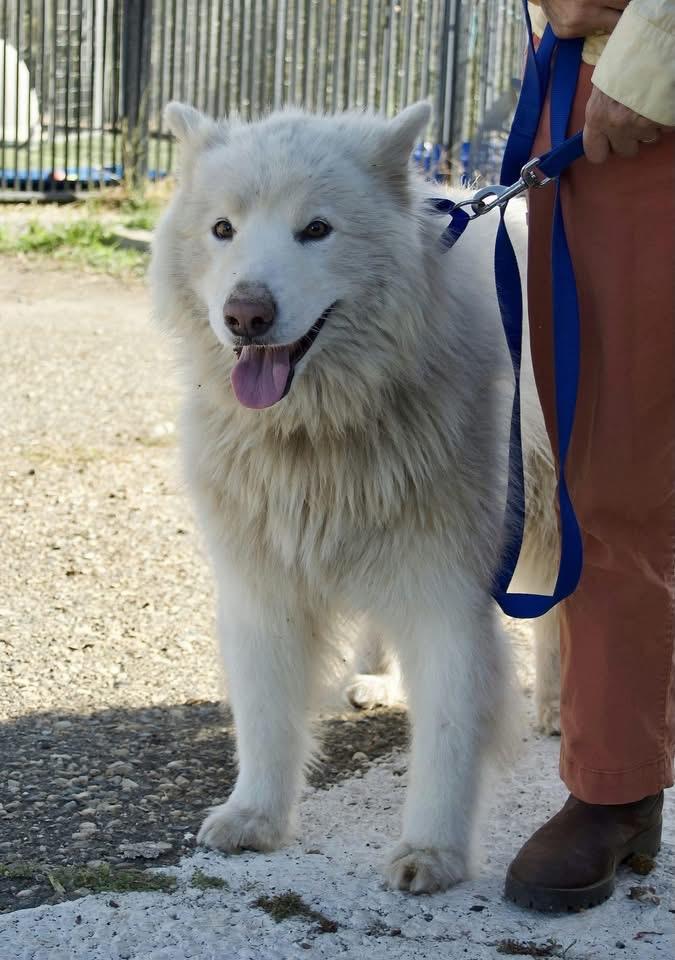 Enlarge Cuddles, a Adoptable Samoyed in San Rafael, CA image 1/5