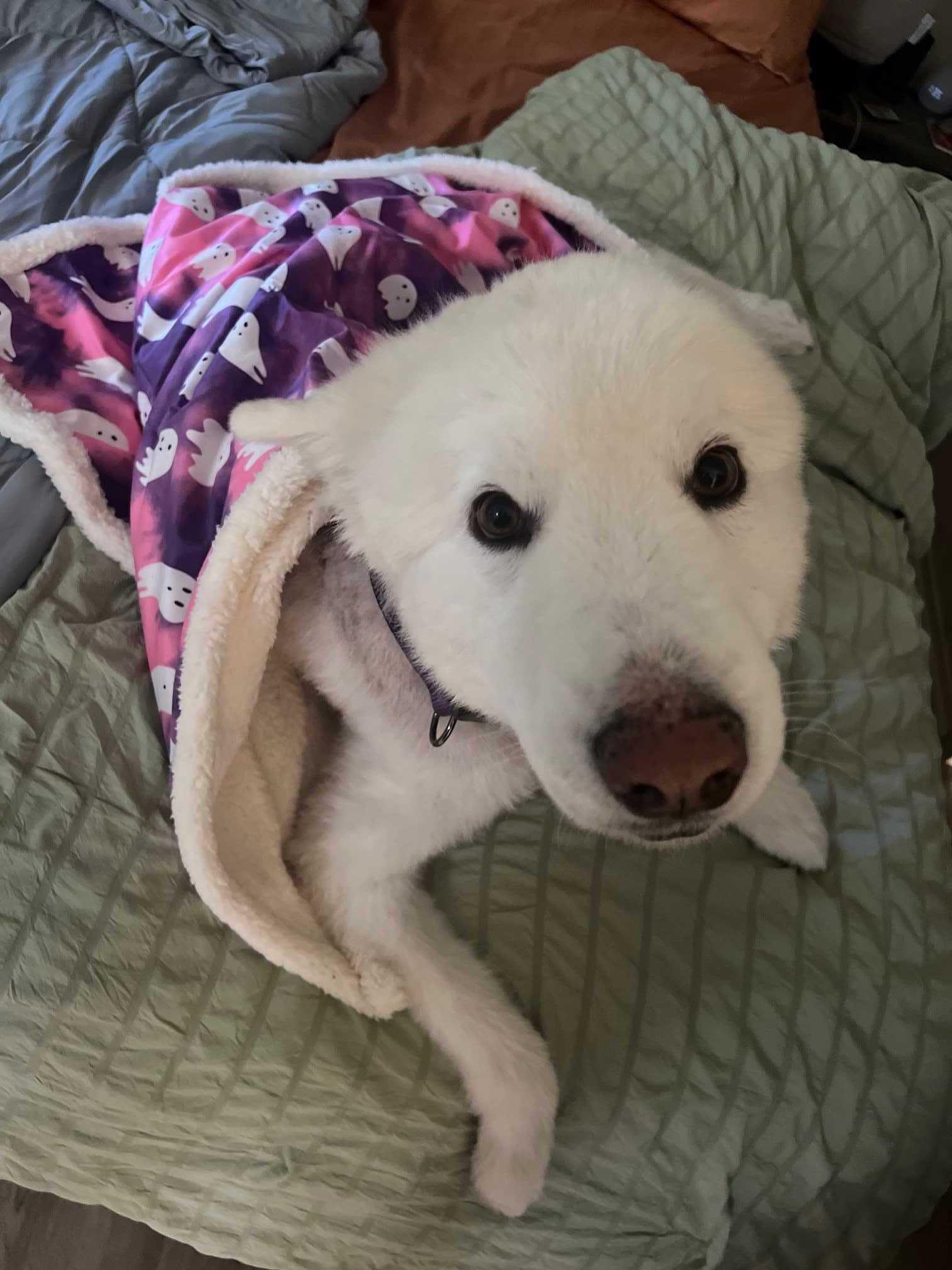 Enlarge Cuddles, a Adoptable Samoyed in San Rafael, CA image 5/5