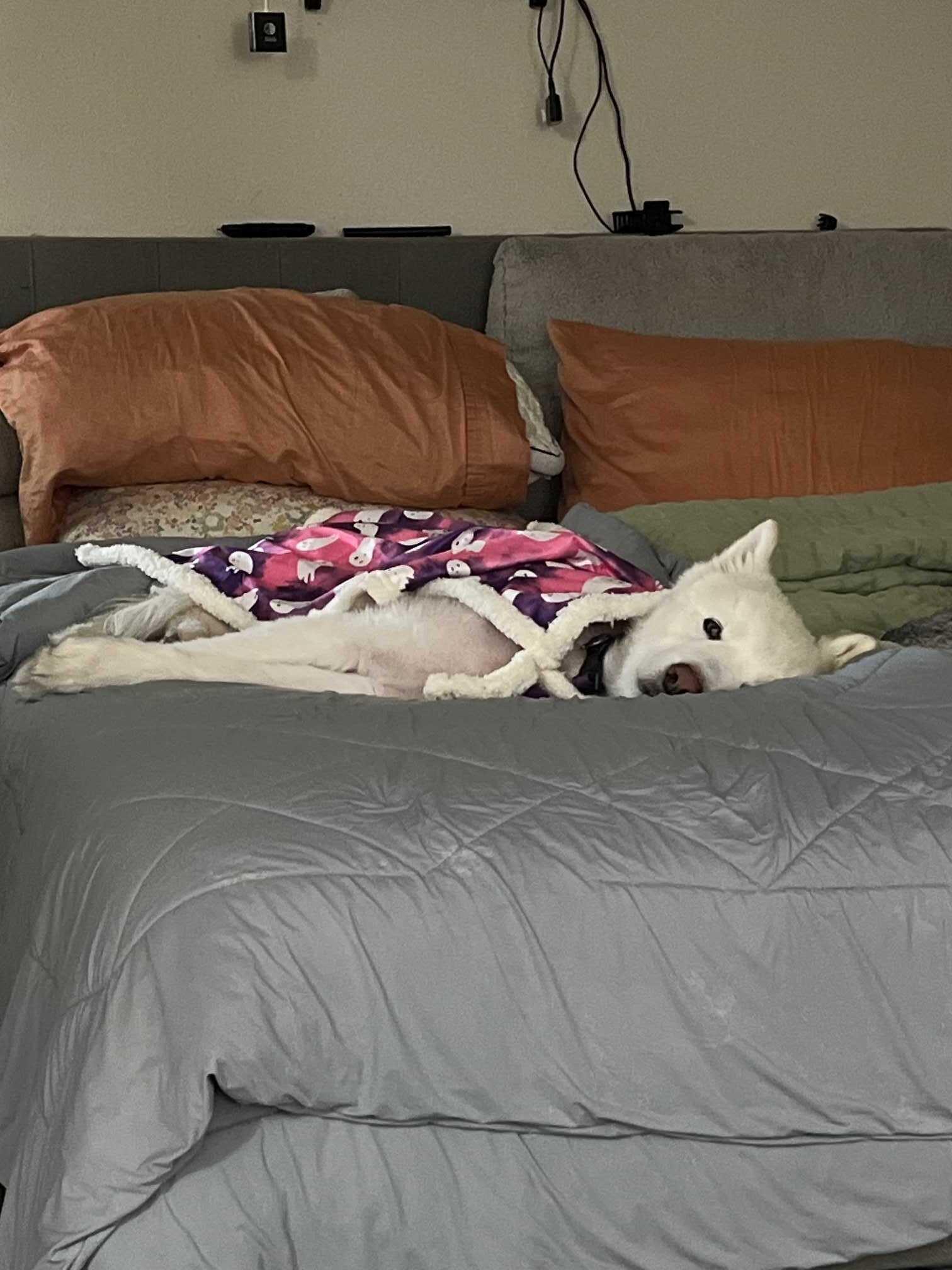 Enlarge Cuddles, a Adoptable Samoyed in San Rafael, CA image 3/5