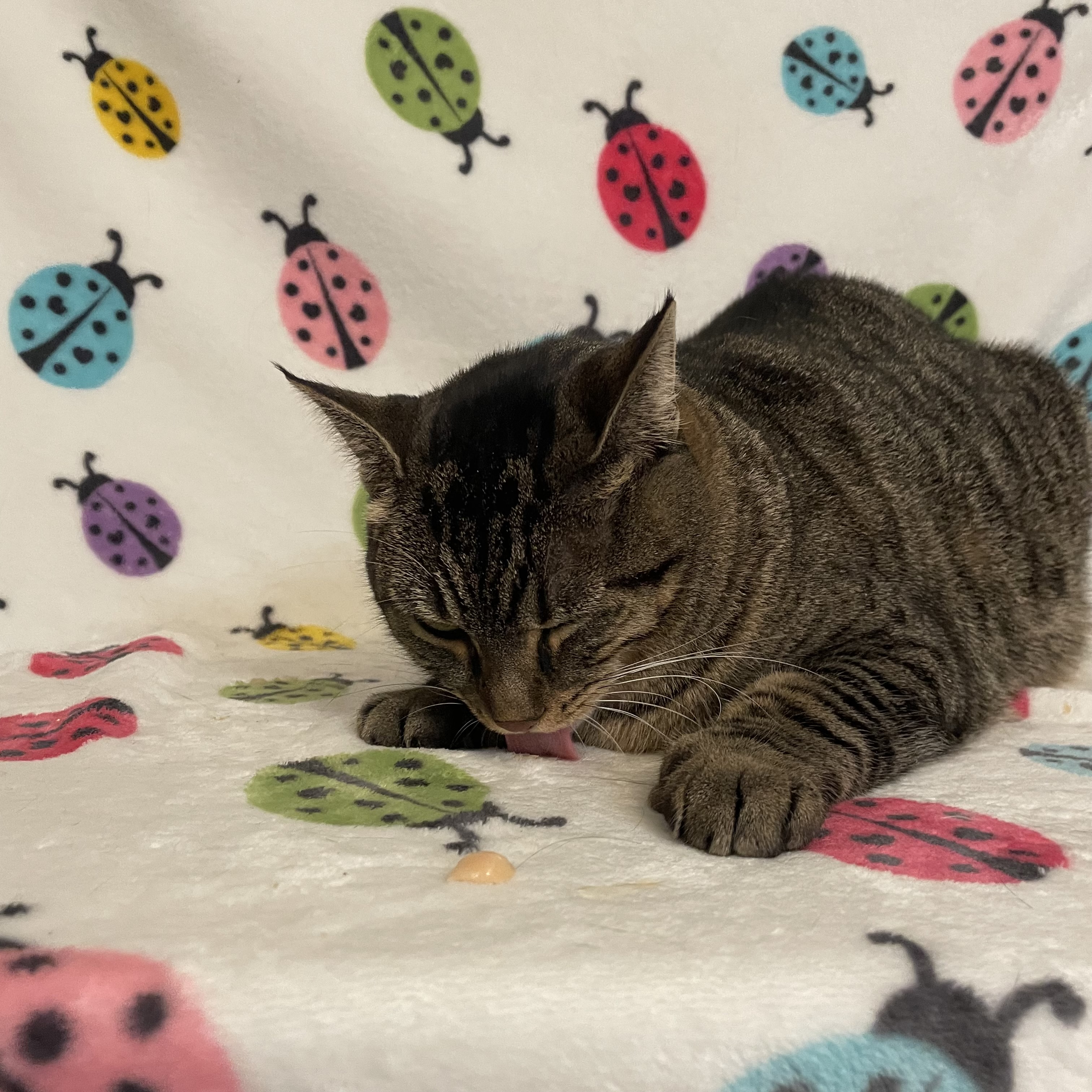 Bunny, an adoptable Domestic Short Hair in Douglas, MA, 01516 | Photo Image 6