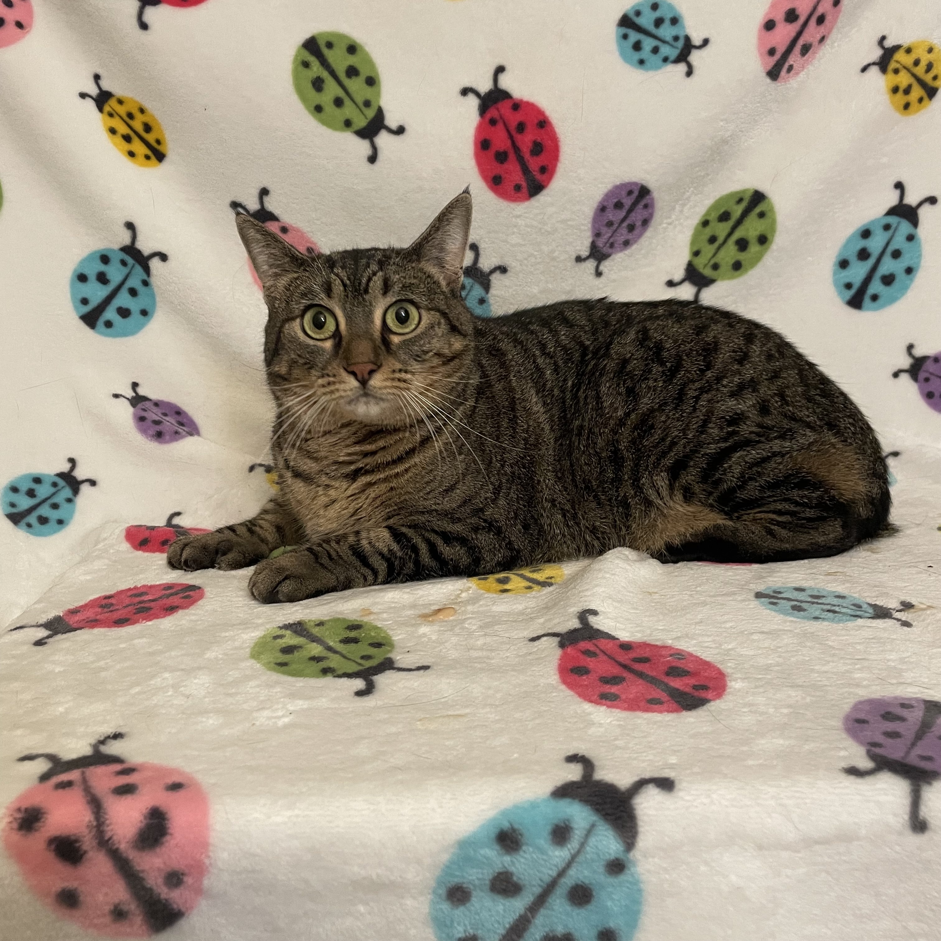 Enlarge Bunny, a Adoptable Domestic Short Hair in Douglas, MA image 4/6