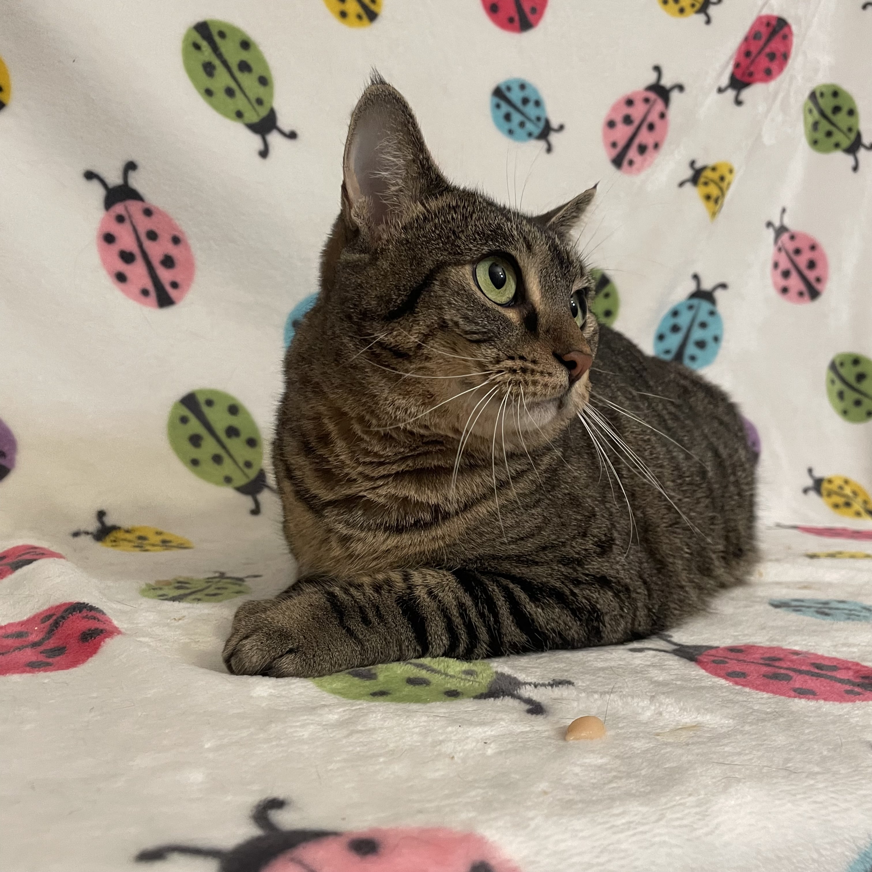 Enlarge Bunny, a Adoptable Domestic Short Hair in Douglas, MA image 2/6
