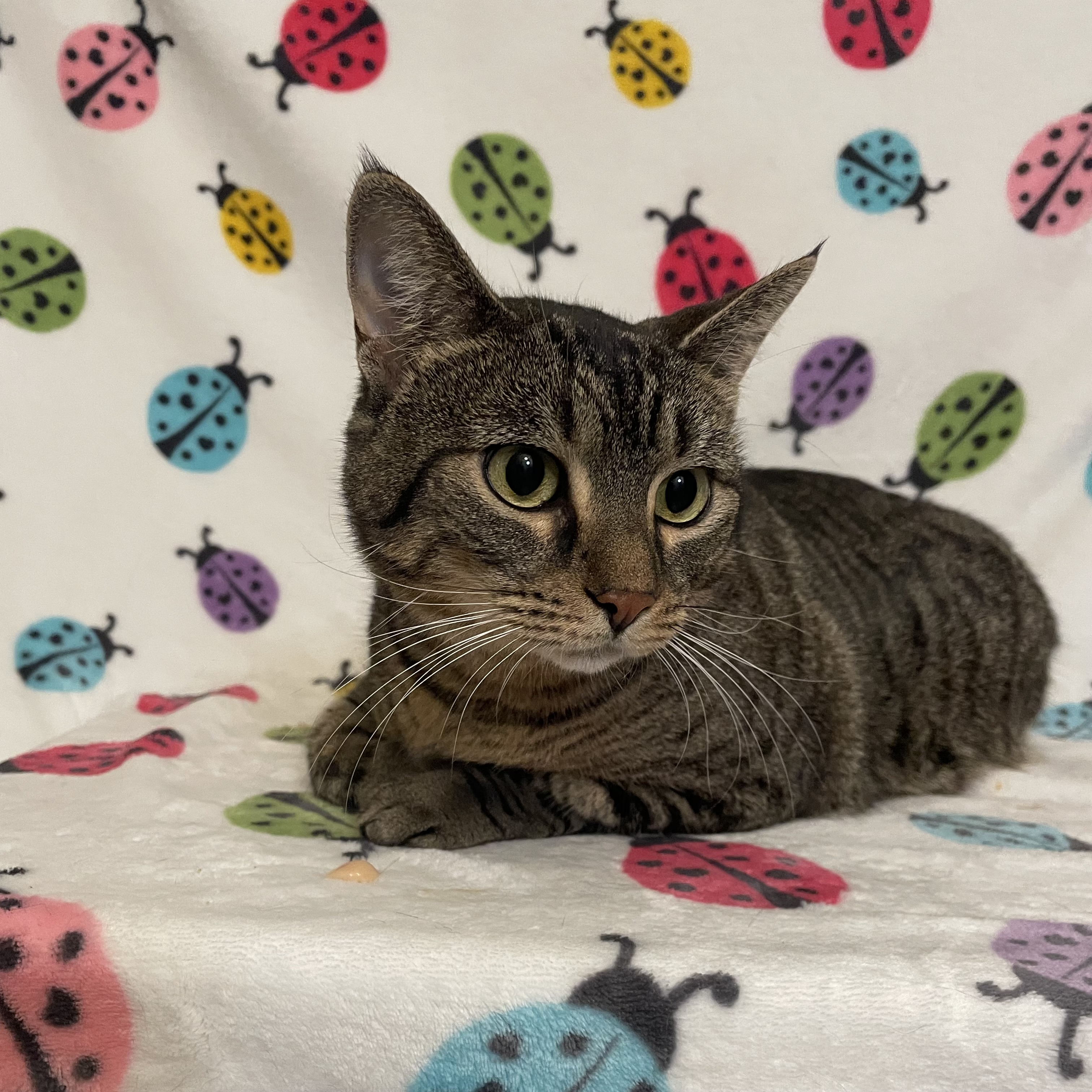Bunny, an adoptable Domestic Short Hair in Douglas, MA, 01516 | Photo Image 5