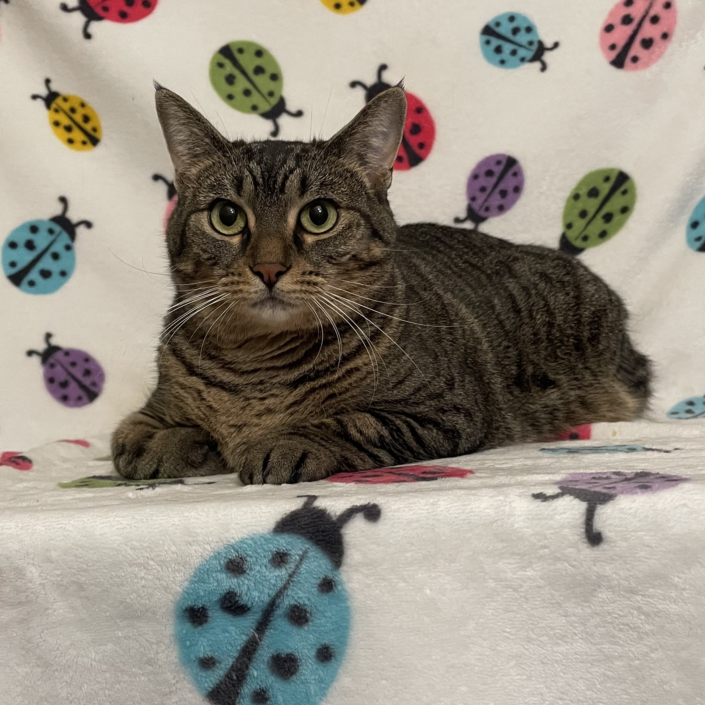 Enlarge Bunny, a Adoptable Domestic Short Hair in Douglas, MA image 3/6