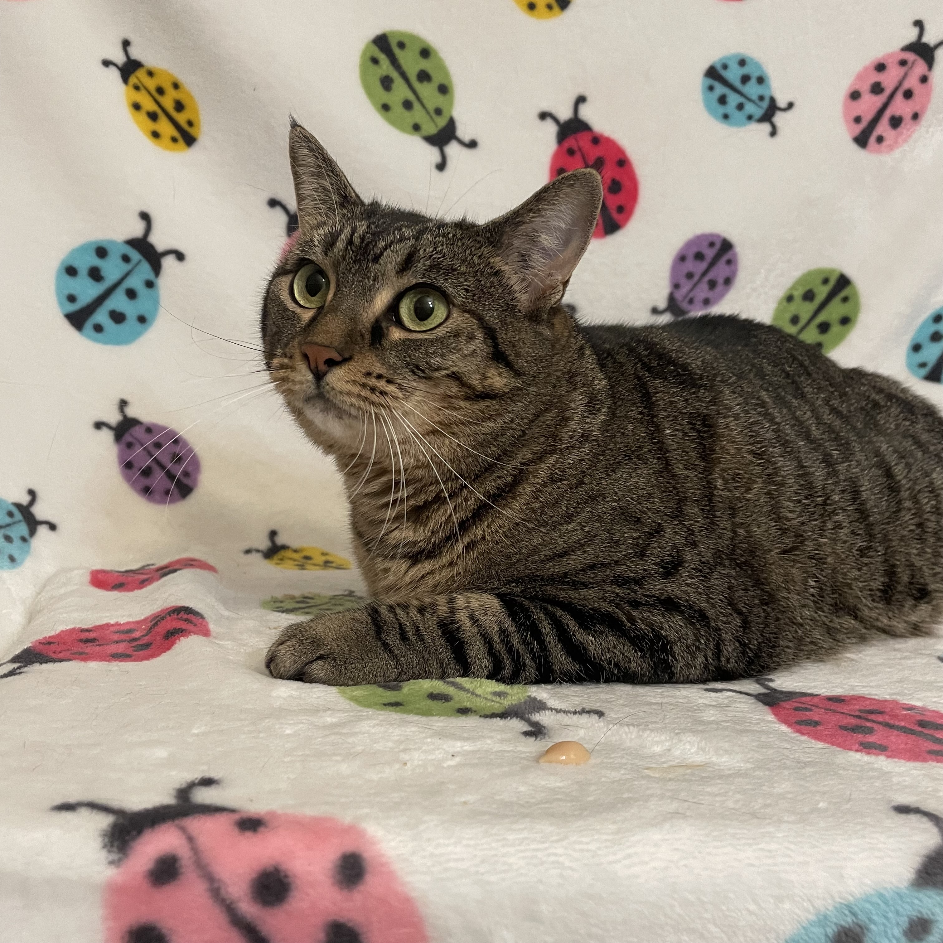 Bunny, Young Female Domestic Short Hair