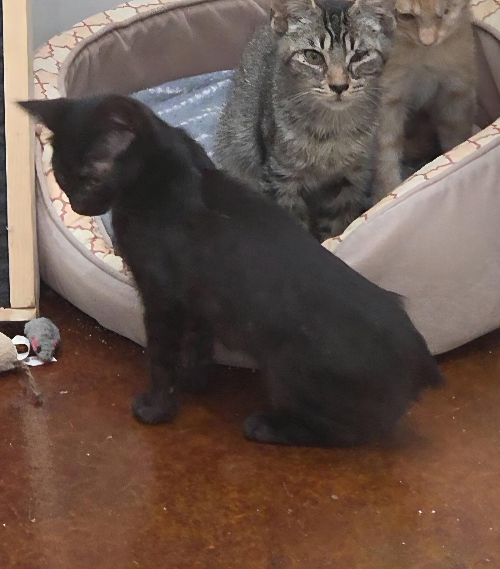 Josie, Adoptable, Kitten Female Manx.