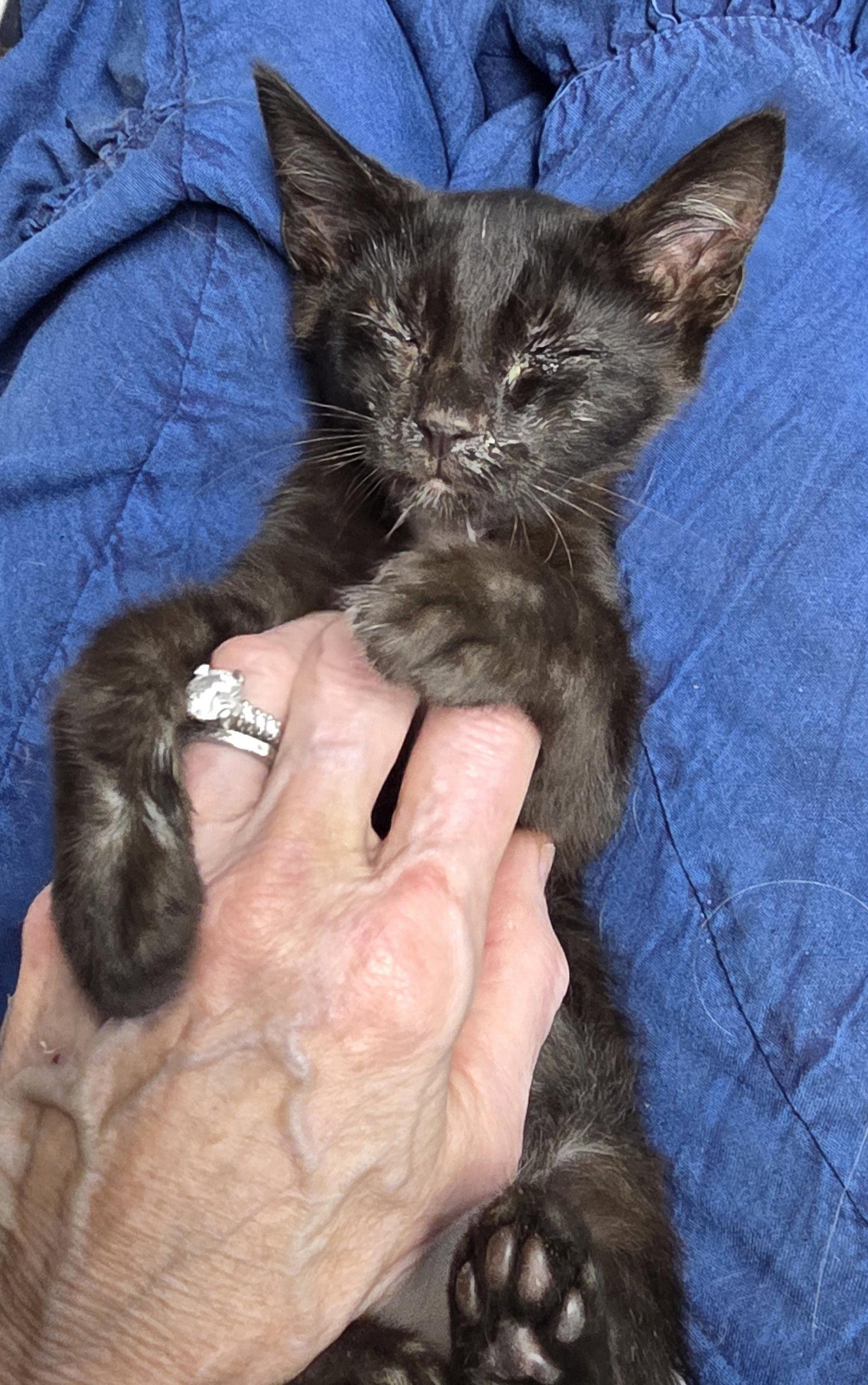Enlarge Josie, a Adoptable Manx in Magnolia Springs, AL image 2/3
