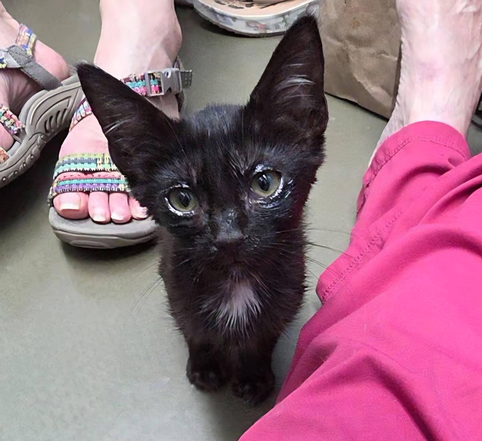 Enlarge Josie, a Adoptable Manx in Magnolia Springs, AL image 3/3