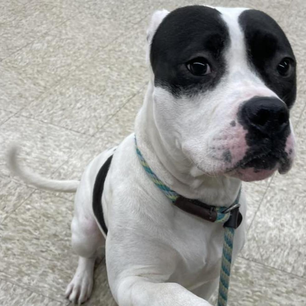 Joelle, ADOPTABLE, Young Female Pit Bull Terrier.