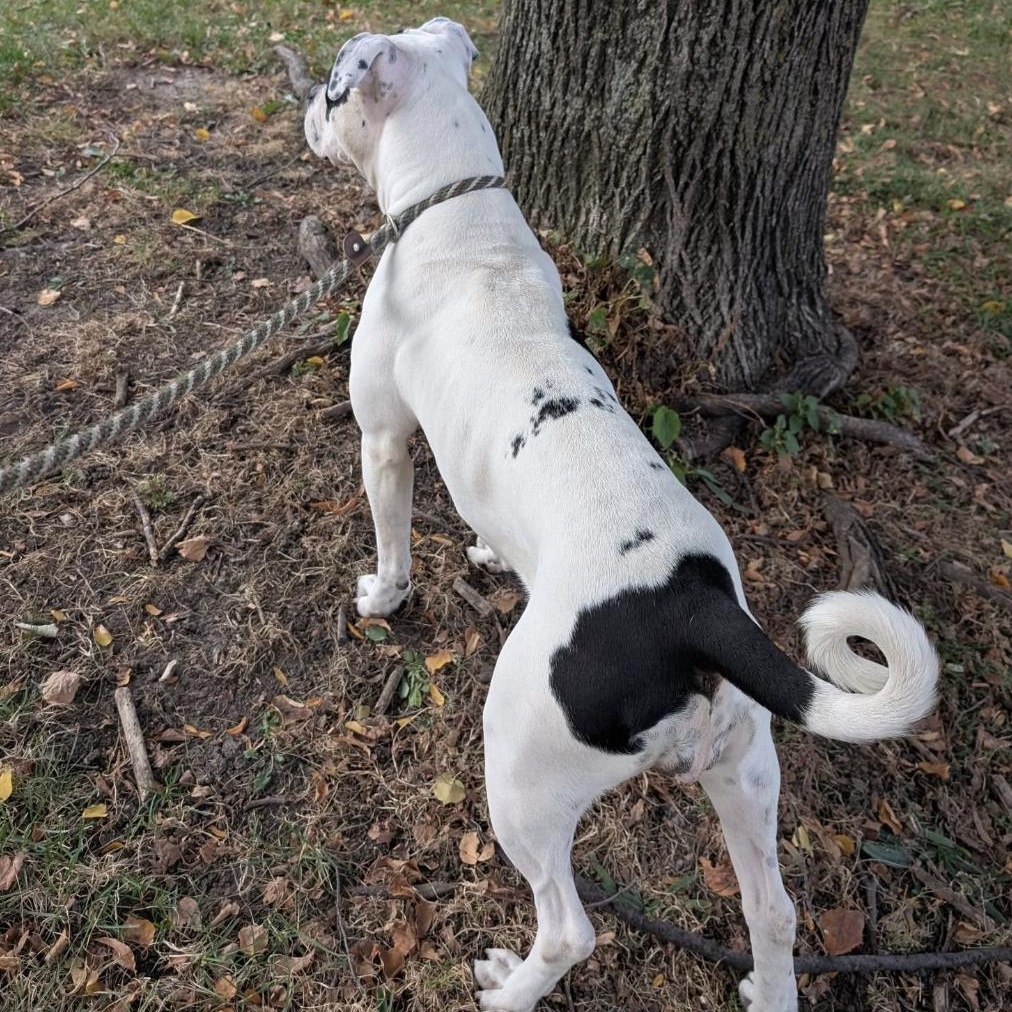 Joelle, a ADOPTABLE Pit Bull Terrier in Chicago, IL image 2/5