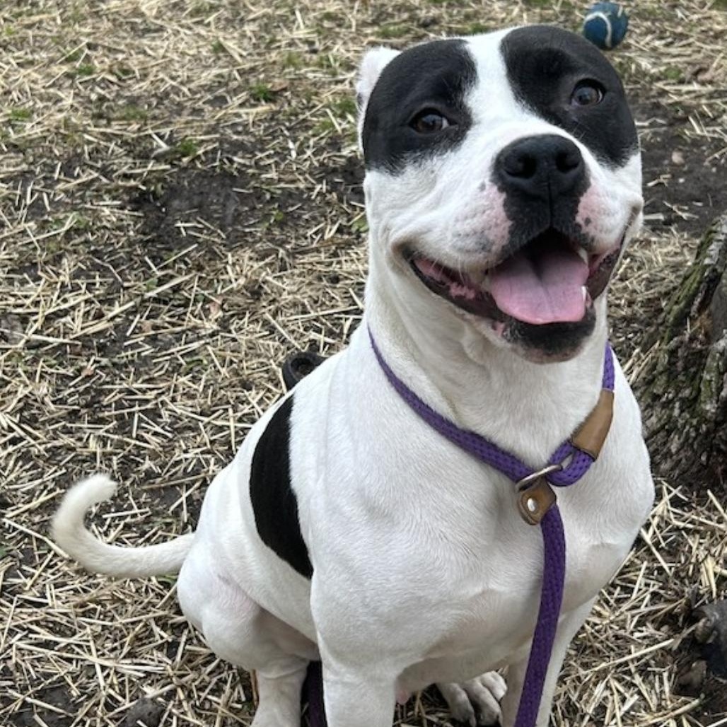Joelle, a ADOPTABLE Pit Bull Terrier in Chicago, IL image 3/5