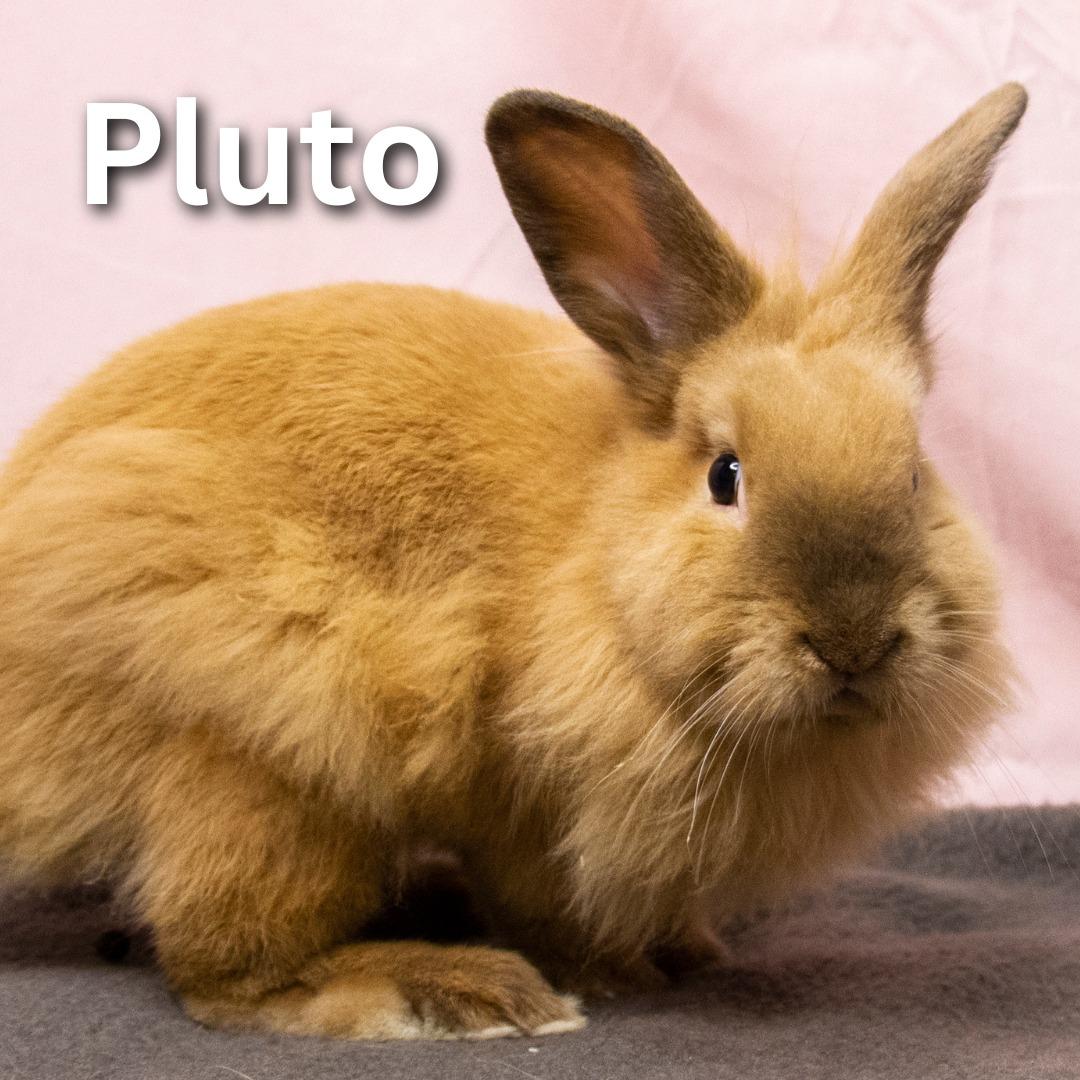 Enlarge Pluto, a Adoptable mixed breed in Winnipeg, MB image 1/1
