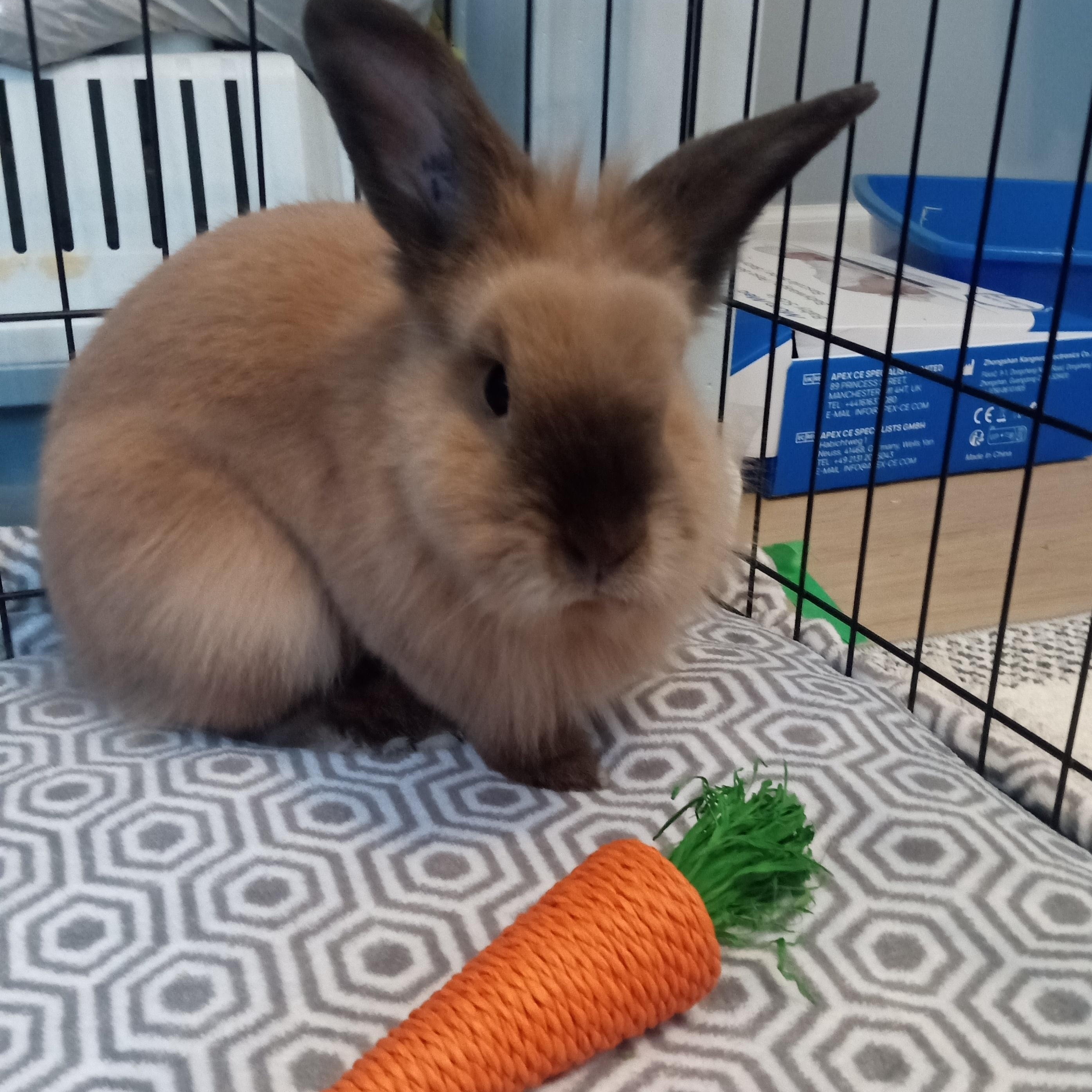 Pluto, Adoptable, Adult Male Lionhead.