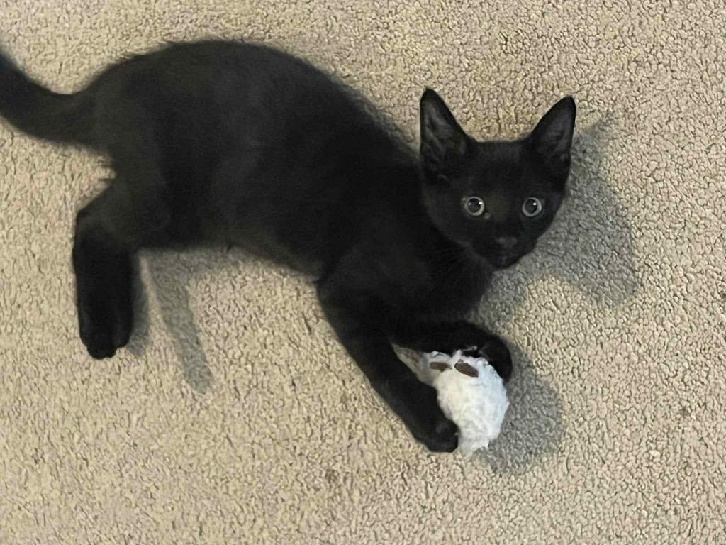 Hershey, Adoptable, Young Female Domestic Short Hair.