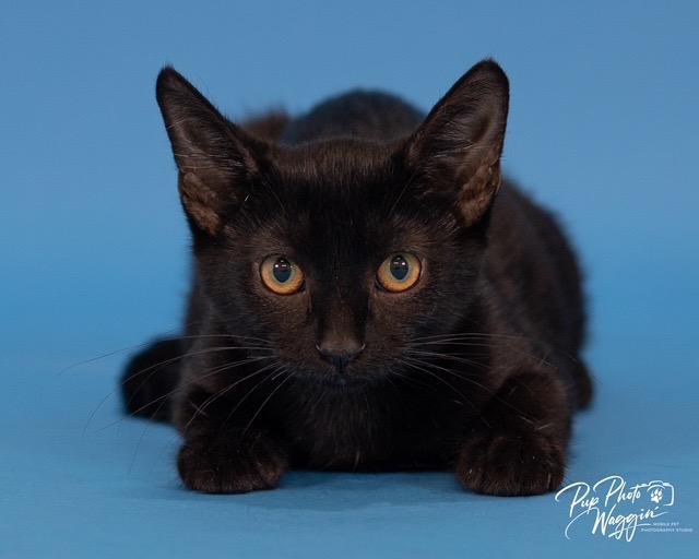 Hershey, a Adoptable mixed breed in Claremore, OK image 4/5