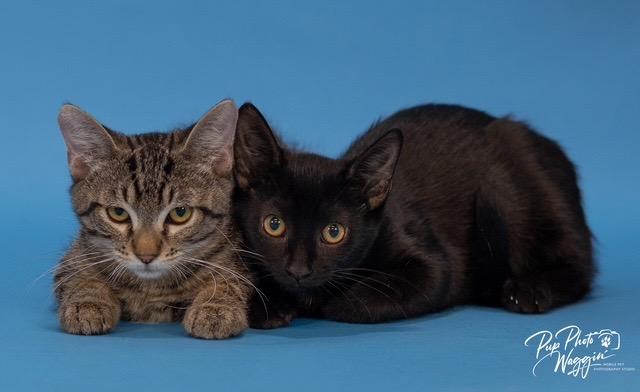 Enlarge Hershey, a Adoptable mixed breed in Claremore, OK image 4/5