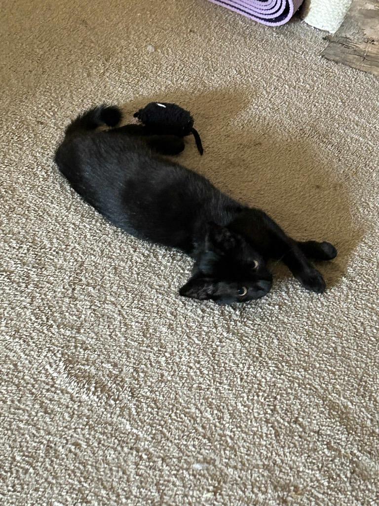 Enlarge Hershey, a Adoptable mixed breed in Claremore, OK image 5/5