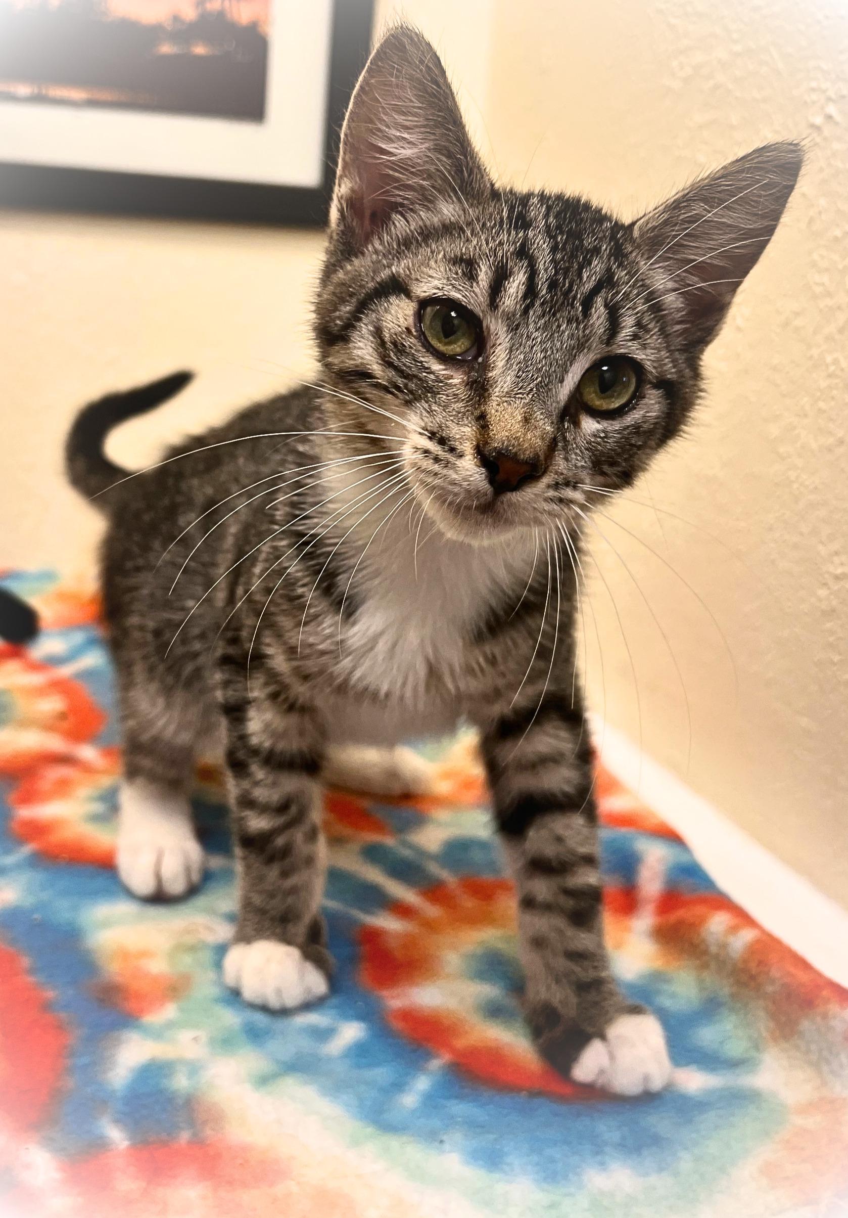 Enlarge Carl 'Cat-gan' (bonded brother, Neil 'Cat-grass' Tyson), a Adoptable mixed breed in The Dalles, OR image 1/1