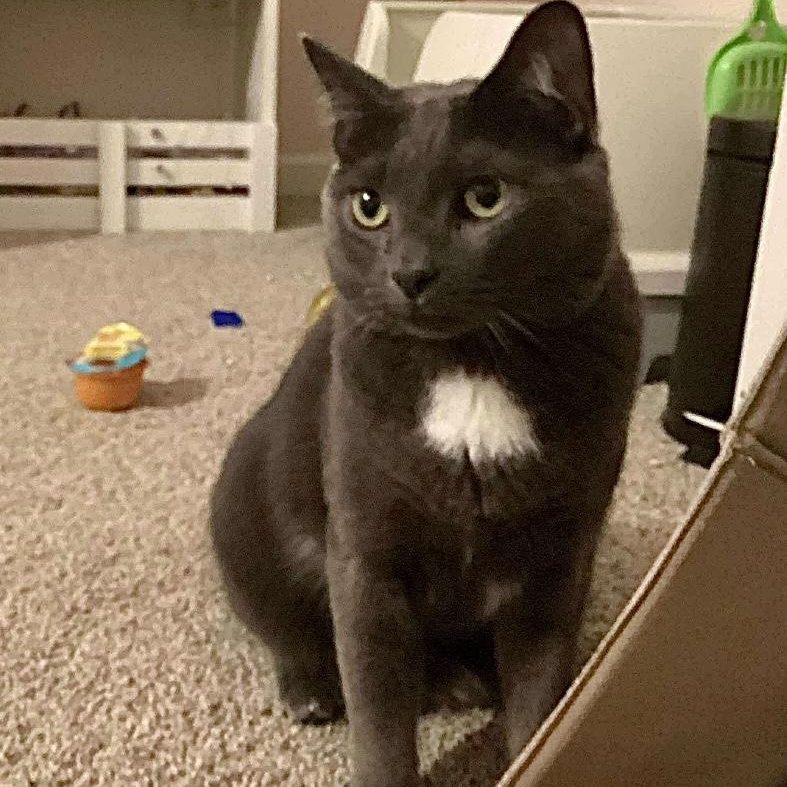 Enlarge Gravy, a ADOPTABLE mixed breed in Sweetwater, TN image 1/4