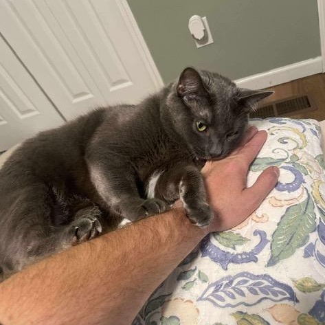 Enlarge Gravy, a ADOPTABLE mixed breed in Sweetwater, TN image 2/4