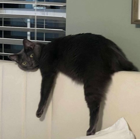 Enlarge Gravy, a ADOPTABLE mixed breed in Sweetwater, TN image 3/4