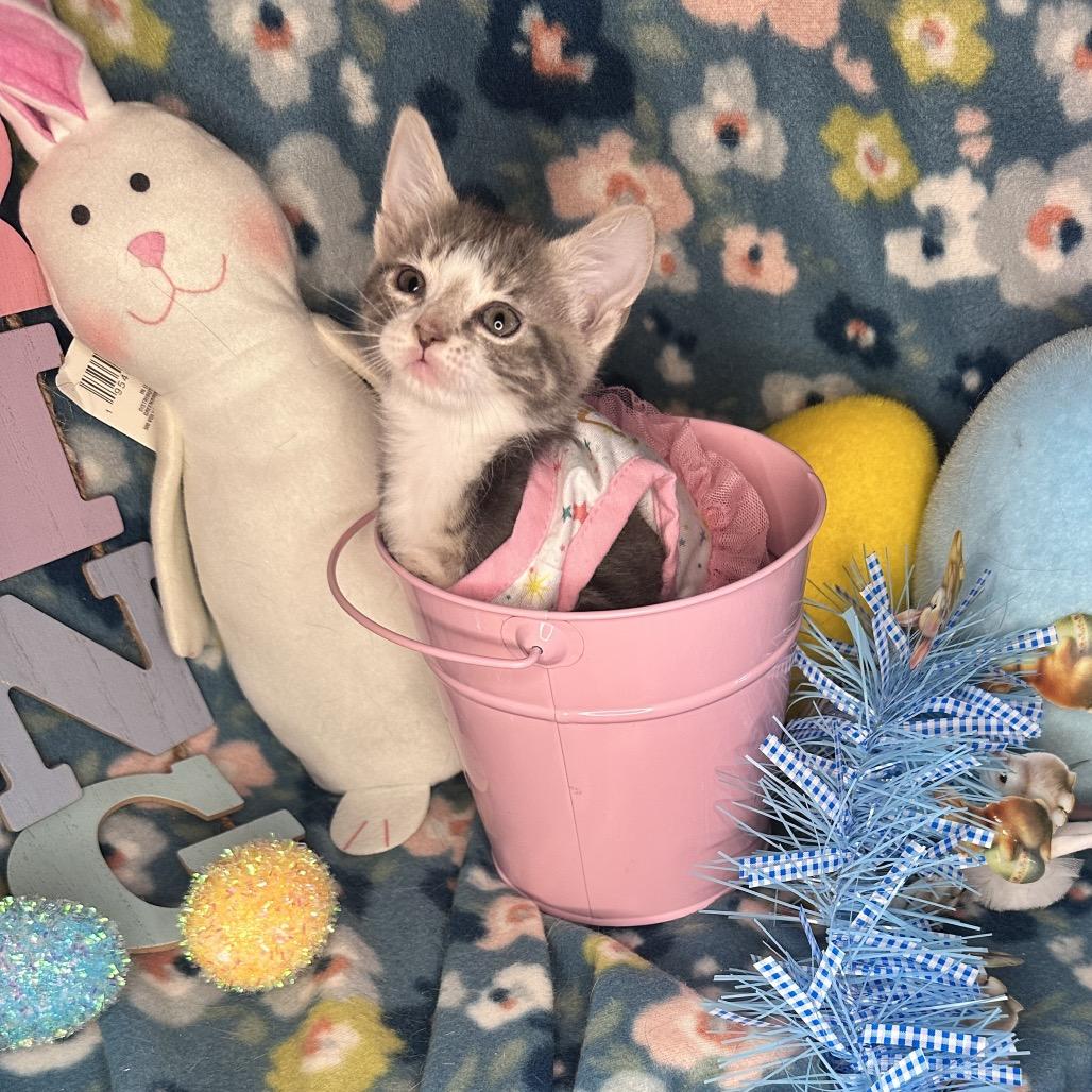 Enlarge Moscow Mule, a Adoptable mixed breed in Mount Vernon, IL image 1/6