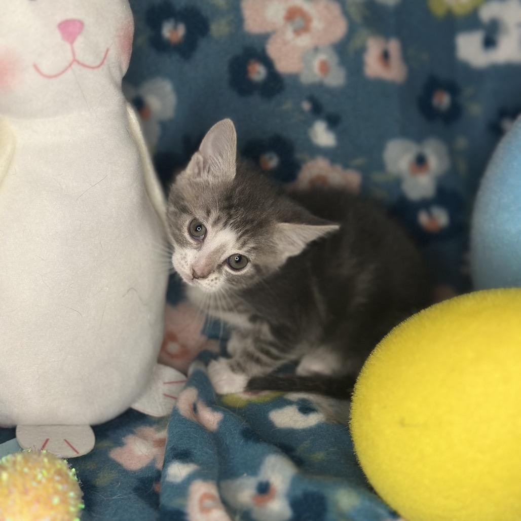 Enlarge Moscow Mule, a Adoptable mixed breed in Mount Vernon, IL image 2/6