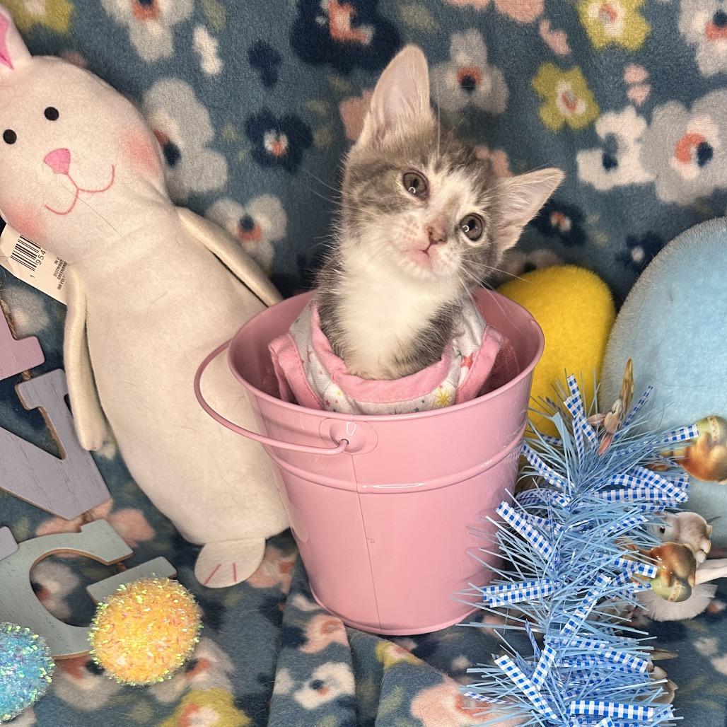 Enlarge Moscow Mule, a Adoptable mixed breed in Mount Vernon, IL image 3/6