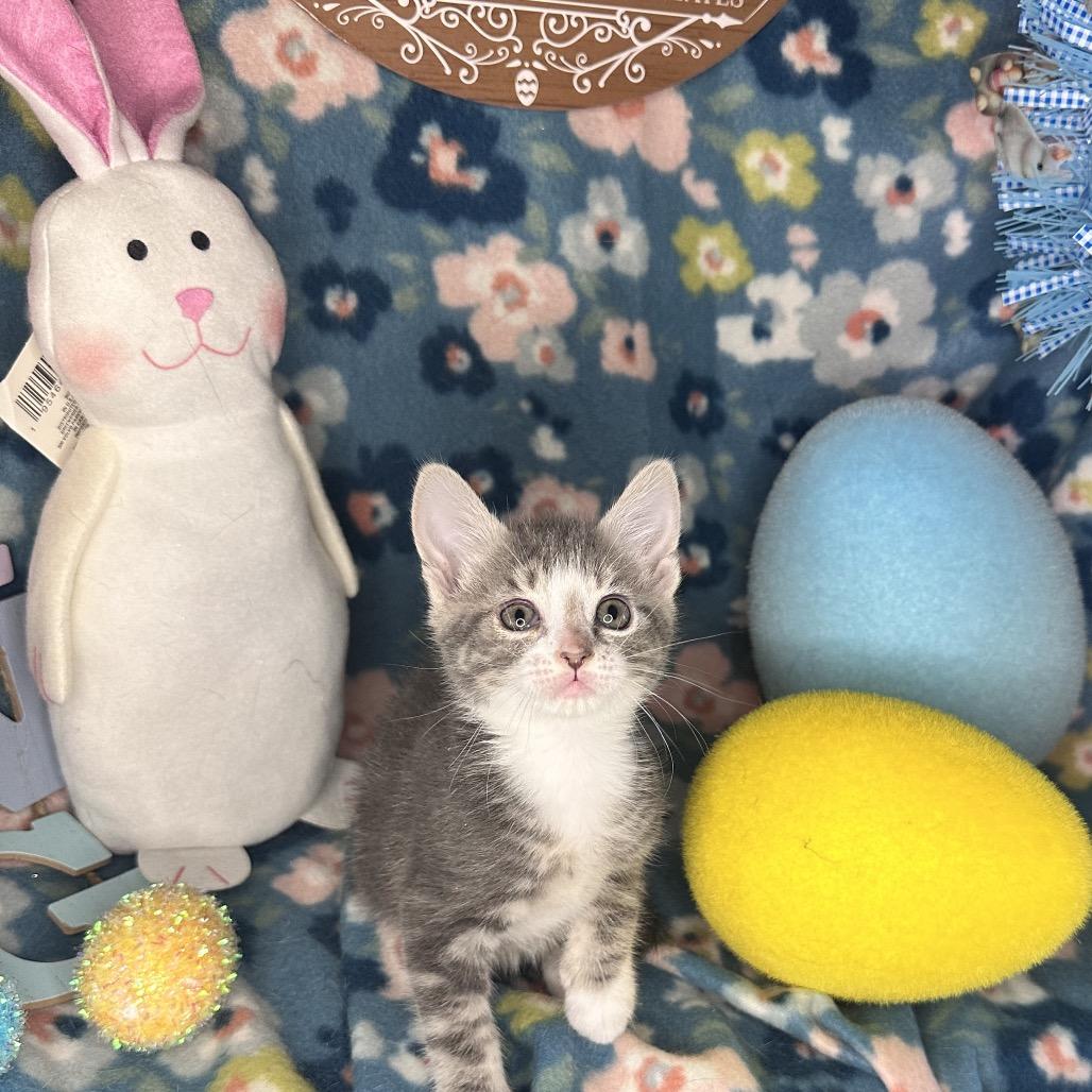 Enlarge Moscow Mule, a Adoptable mixed breed in Mount Vernon, IL image 4/6