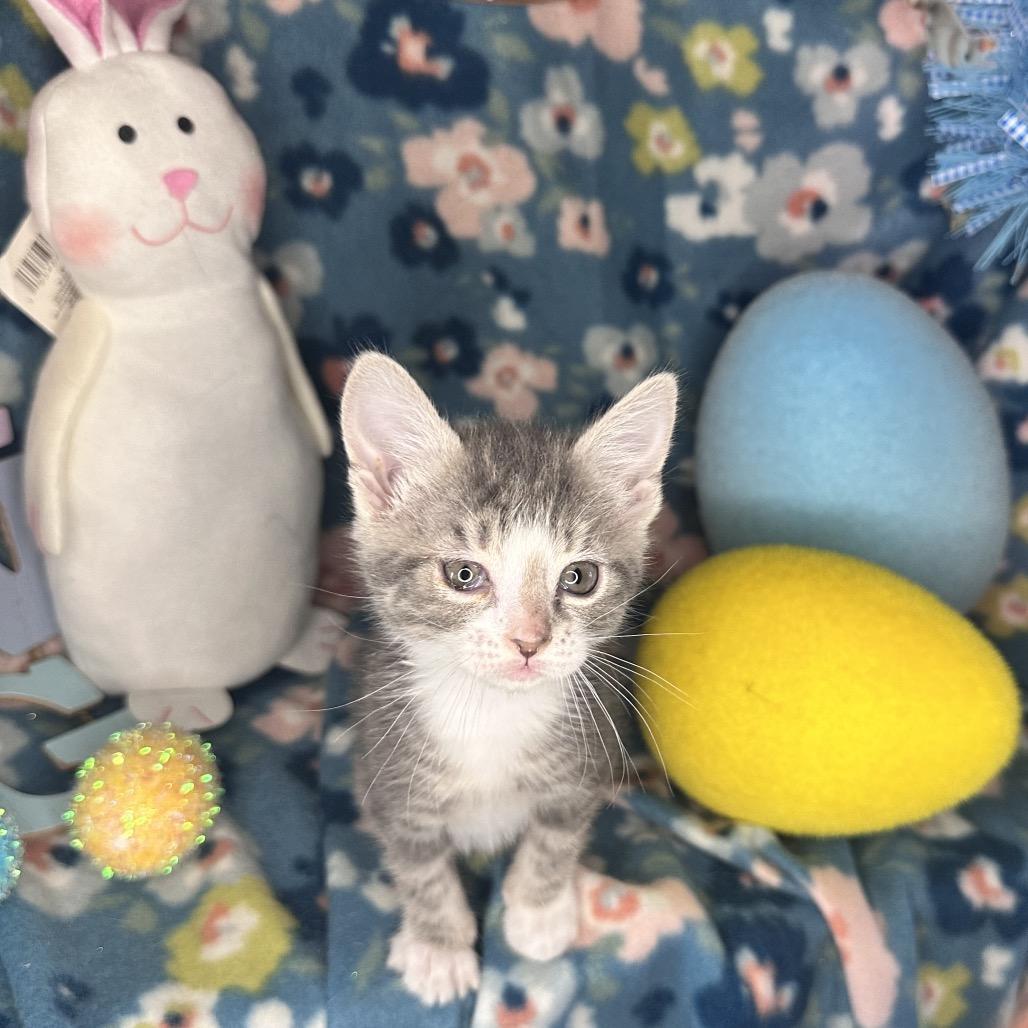 Enlarge Moscow Mule, a Adoptable mixed breed in Mount Vernon, IL image 5/6