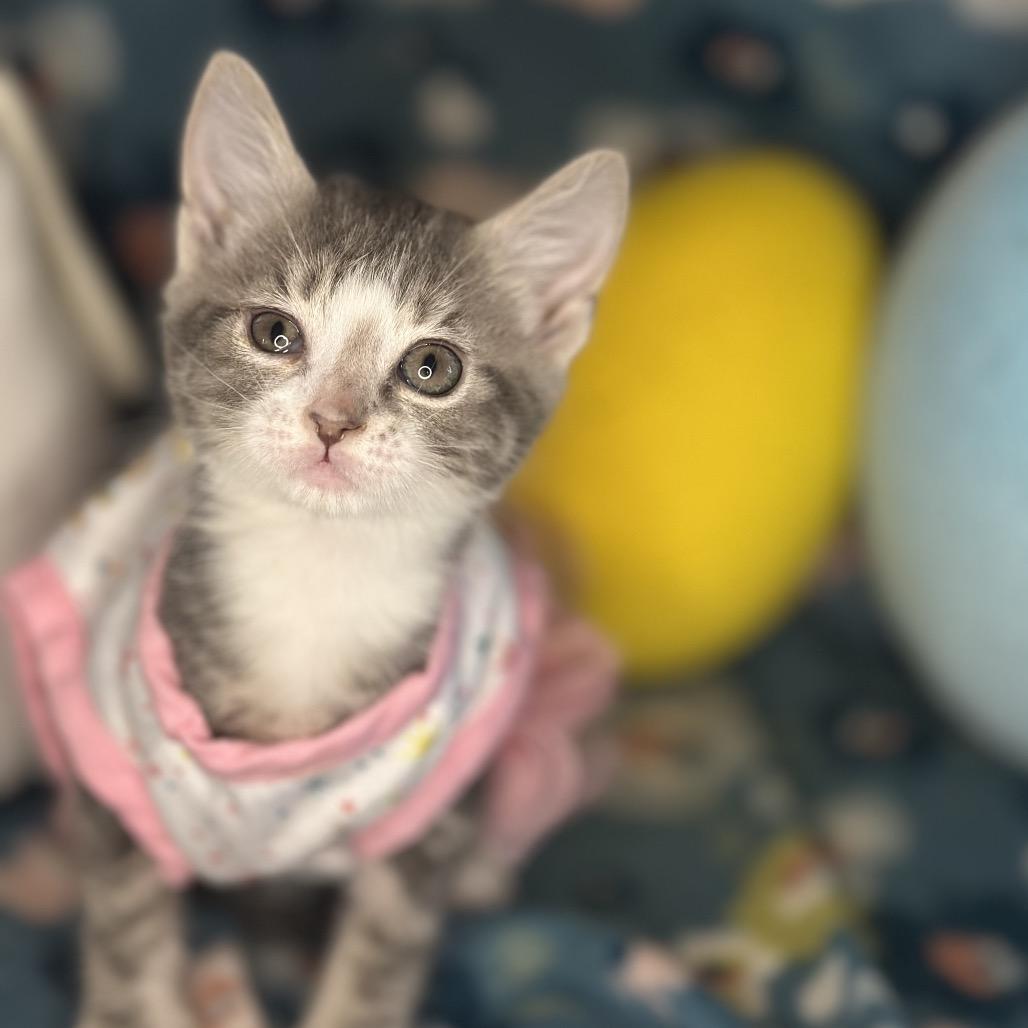 Enlarge Moscow Mule, a Adoptable mixed breed in Mount Vernon, IL image 6/6