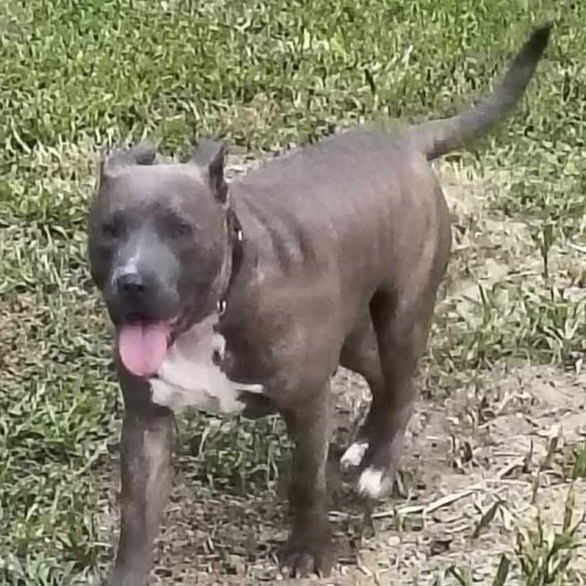 Bruce
