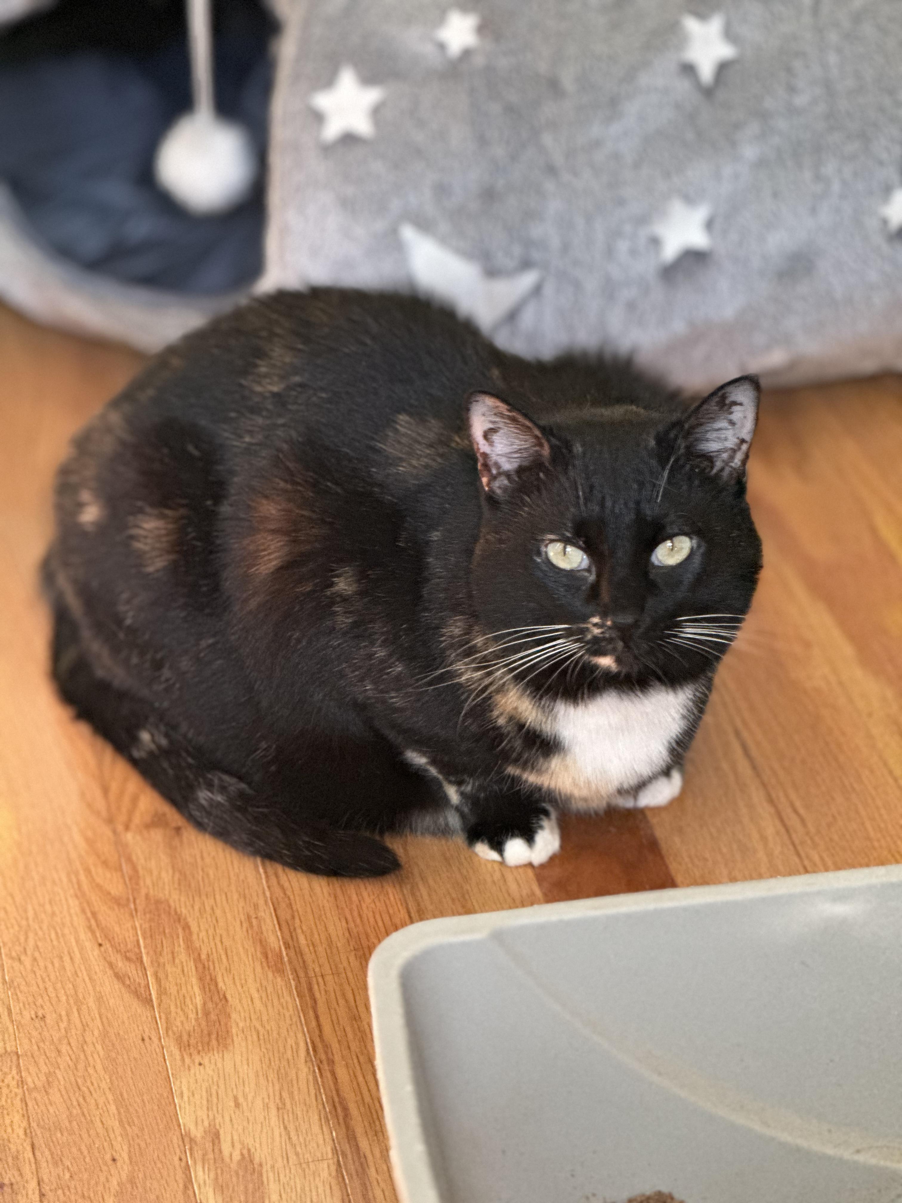 Ciren (bonded with Peep), a Adoptable Domestic Short Hair in Crossville, TN image 5/5