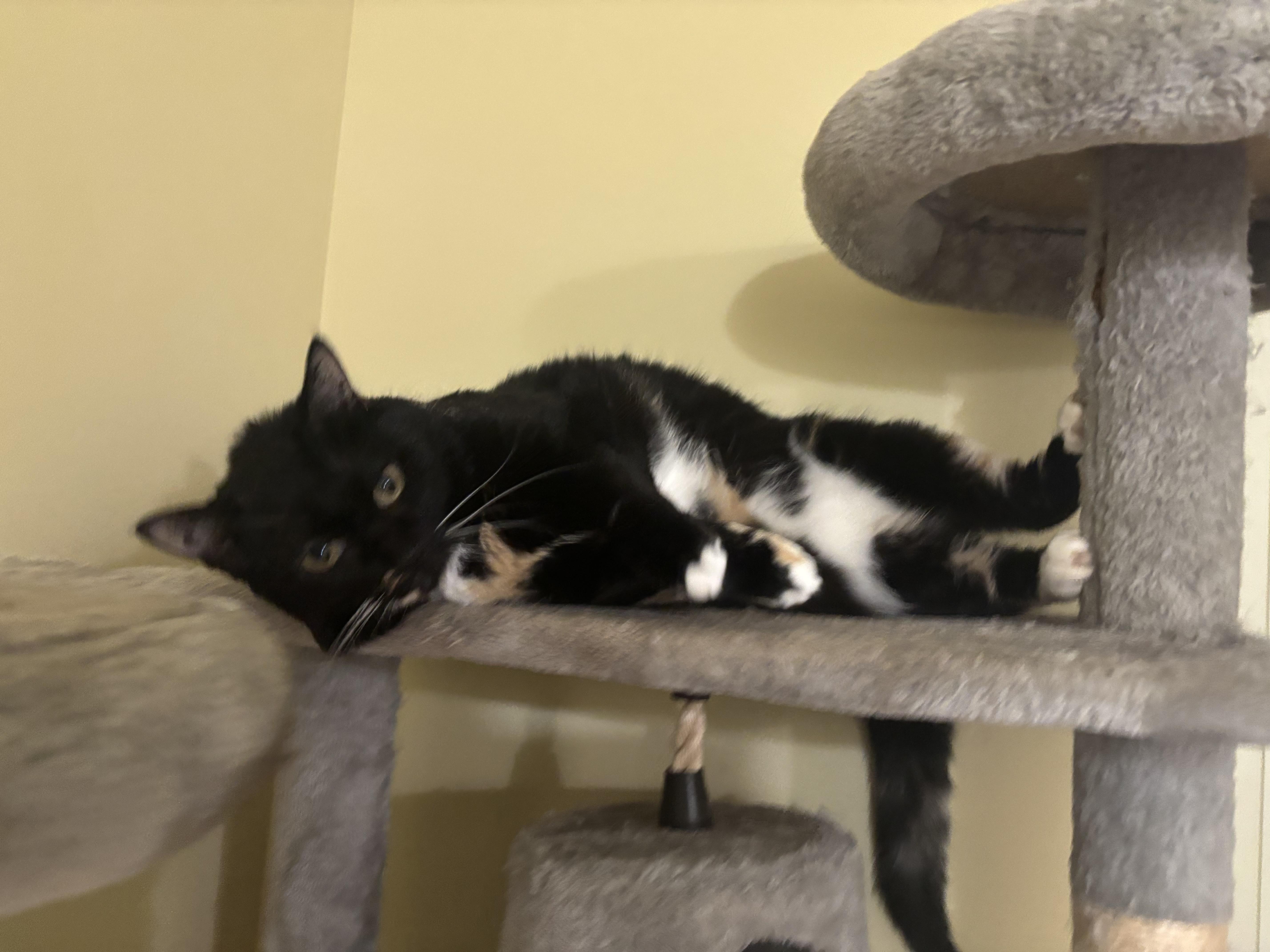 Ciren (bonded with Peep)