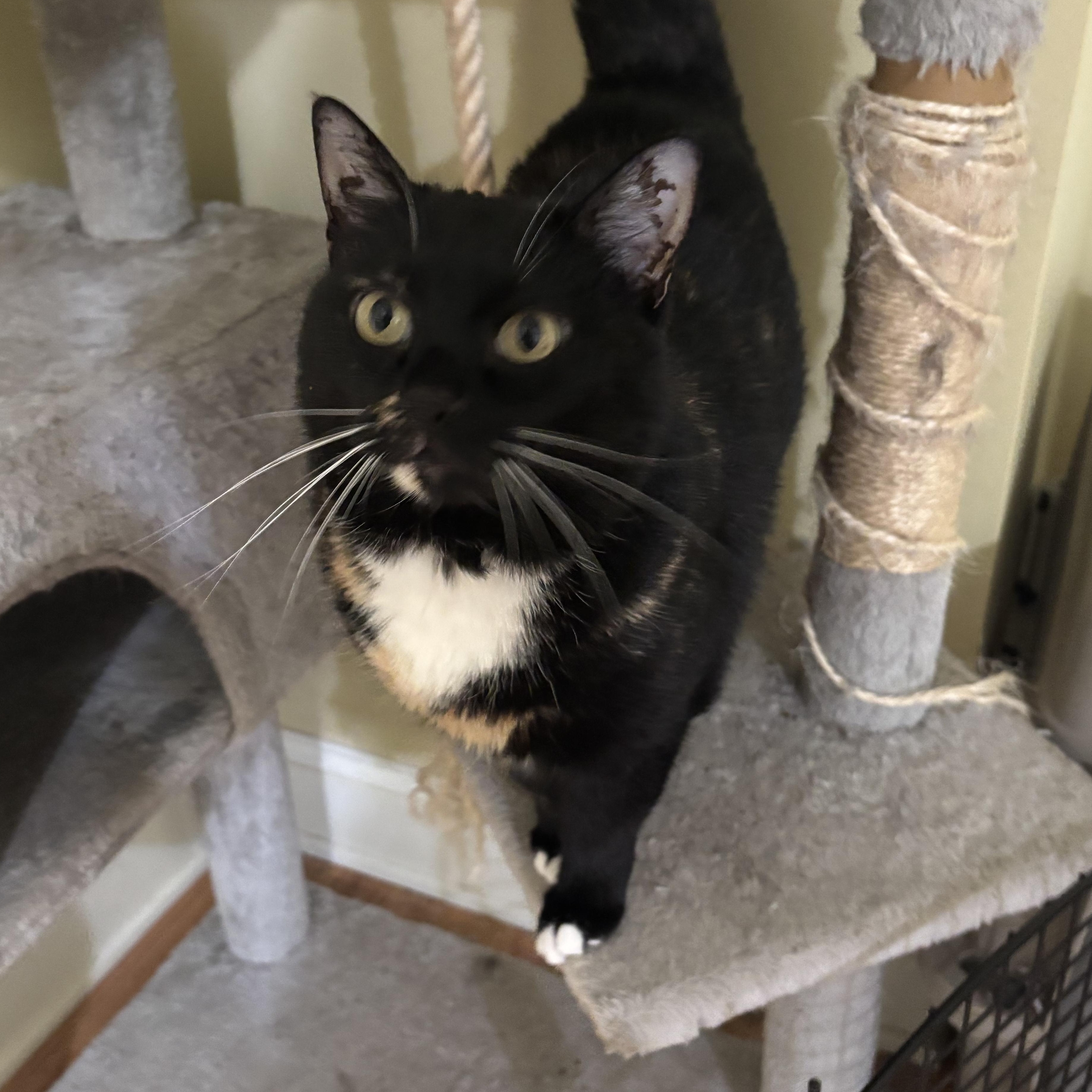 Ciren (bonded with Peep), a Adoptable Domestic Short Hair in Crossville, TN image 3/5